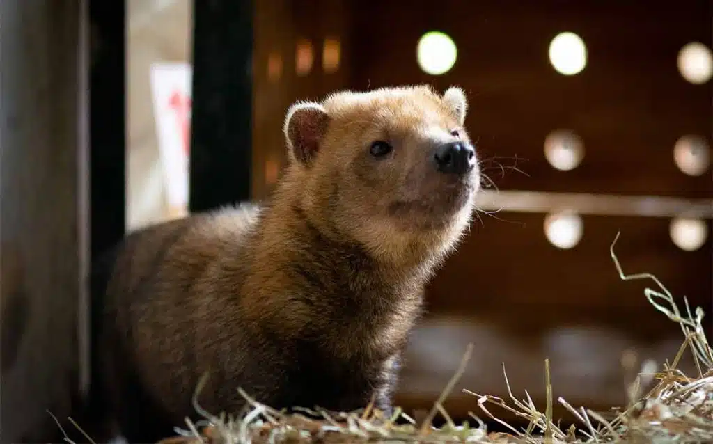 Cachorro-vinagre apelidado de Rondon foi resgatado em Rondonópolis e enviado para os cuidados veterinários no Zoológico de Brasília (DF) . (Imagem: Zoológico de Brasília)